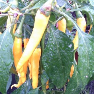 Chilli Cayenne Golden